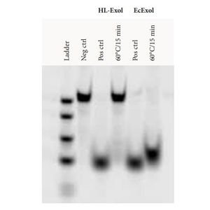 HL-Exol - 3’-5’ Exonuclease