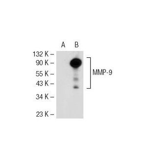MMP-9 (7-11C) Alexa Fluor® 488