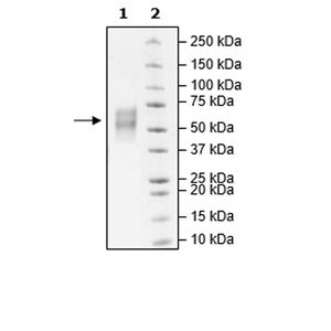 Glutathione Peroxidase Assay Kit (Colorimetric)(AB102530)