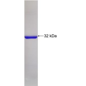 Recombinant Human ABCA1 protein, His-tagged