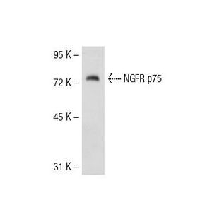NGFR p75 (ME20.4) Alexa Fluor® 546