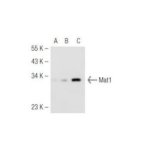 Mat1 (F-6) Alexa Fluor® 680