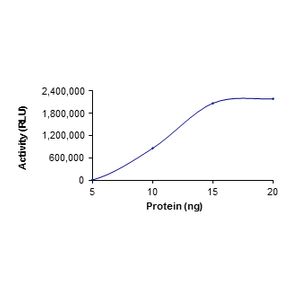Human IL-12 ELISA Kit High Sensitivity(AB46035)