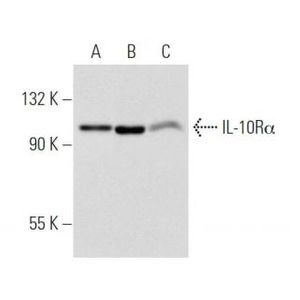 mouse anti-Armenian hamster IgG-HRP