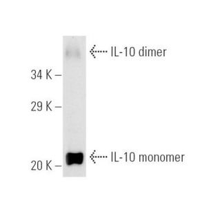 IL-10 (E-10) Alexa Fluor® 790
