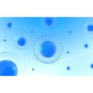 Zebrafish Testicular Feeder Cells (ZtA6-6)