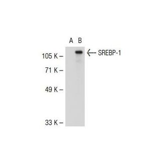 SREBP-1 (2A4) X