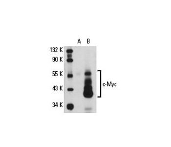 c Myc C 33 Alexa Fluor 594 Science Company Labroots