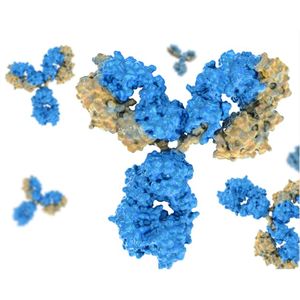 Human Ferritin mouse monoclonal antibody