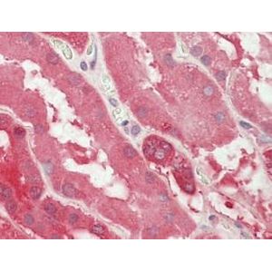 Goat Anti-Rabbit IgG H&L (HRP)(AB97051)