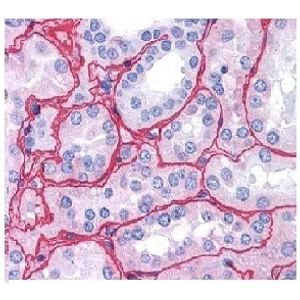 Anti-Collagen IV antibody