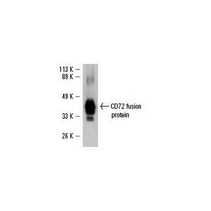CD72 (H-7)