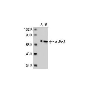 JAK3 (B-12)