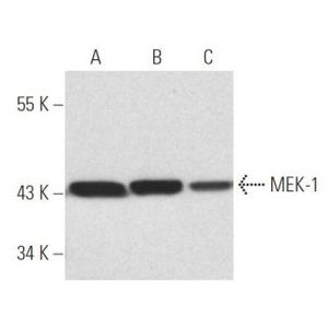 MEK-1 (H-8) Alexa Fluor® 680