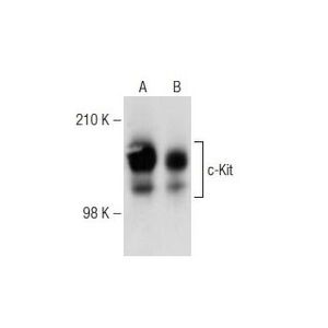 c-Kit (Ab 81) HRP