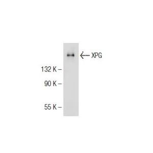 XPG (8H7) FITC