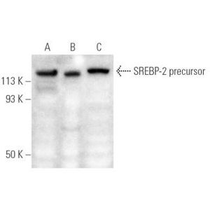 SREBP-2 (1C6) Alexa Fluor® 488