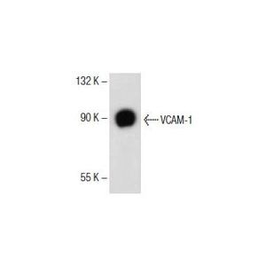 VCAM-1 (M/K-2) Alexa Fluor® 546