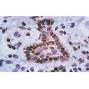 p27 Kip1 (F-8) TRITC