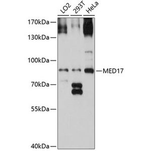 Anti-MED17 antibody