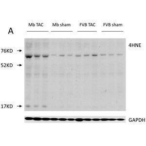 Anti-4 Hydroxynonenal antibody