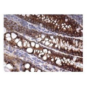 Syndecan-1 (DL-101) HRP