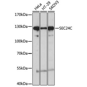 Anti-SEC24C antibody
