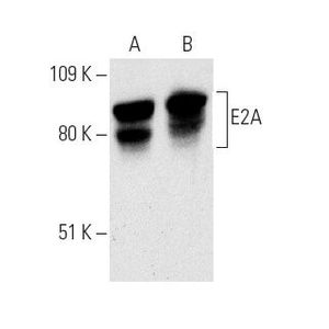 E2A (Yae) Alexa Fluor® 488