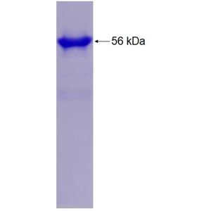 Recombinant Human ABI2 protein, GST-tagged