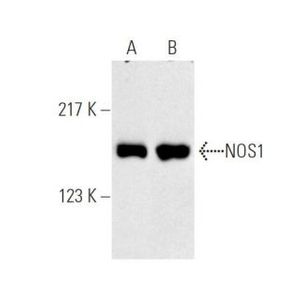 NOS1 (A-11) Alexa Fluor® 647