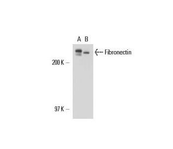 Fibronectin IST 9 HRP Science Company Labroots