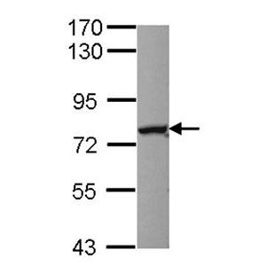 Human Erythropoietin ELISA Kit (EPO)(AB274397)