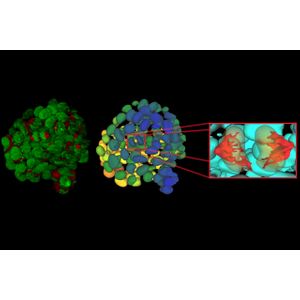 Aivia AI Image Analysis Software