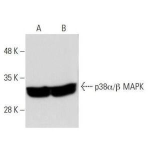 p38 alpha/beta MAPK (A-12) FITC