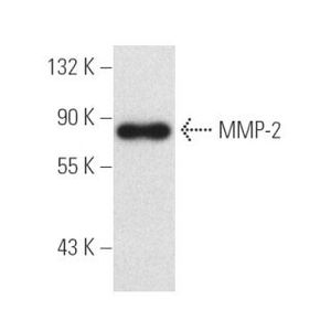 MMP-2 (2C1) FITC