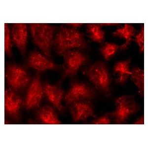 mouse anti-goat IgG-R