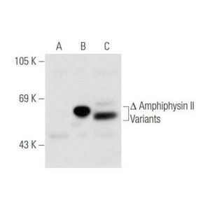 Amphiphysin II (99D)