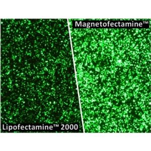 Magnetofectamine -DNA Transfection Reagent