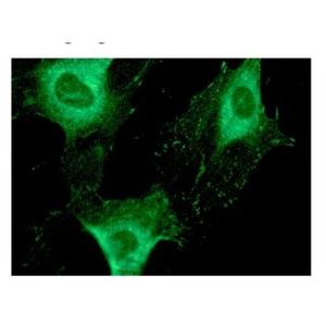 Integrin αV (P2W7) Alexa Fluor® 488