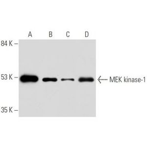 MEK kinase-1 (2-8B-5E) AC