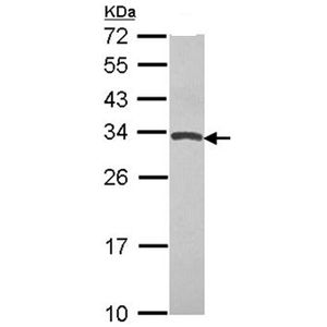 Anti-c-Fos antibody [EPR21930-238](AB222699)