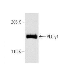 PLC γ1 (E-12) FITC