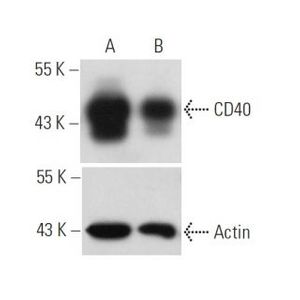 CD40 siRNA (h)