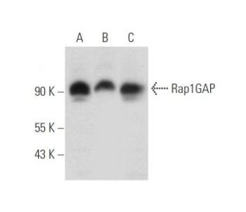 Rap1GAP (E-12) | Science Company | Labroots