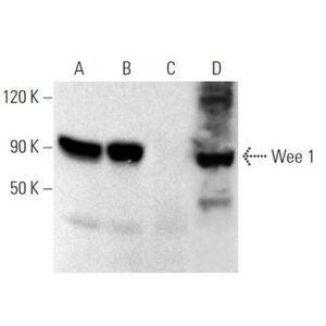 Wee 1 (B-11) Alexa Fluor® 680