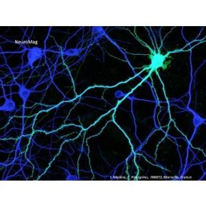 NeuroMag -DNA Transfection Reagent