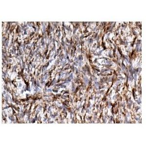 PDGF-A (E-10) Alexa Fluor® 546