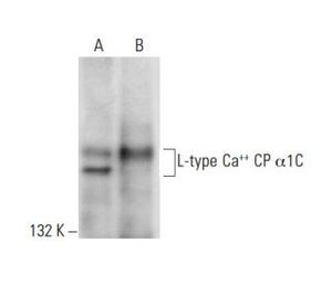 L-type Ca++ CP α1C (D-6) | Science Company | Labroots