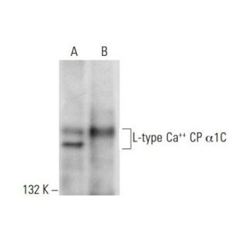 L-type Ca++ CP α1C (D-6) | Science Company | Labroots
