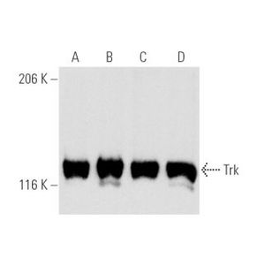 Trk (B-3) FITC